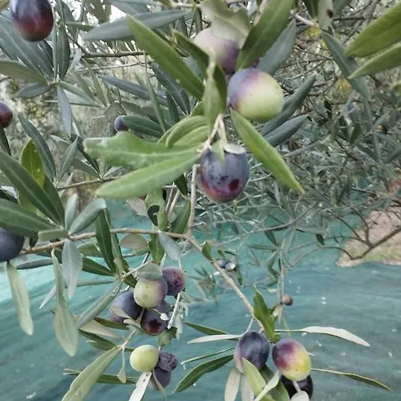 Casa Renacci Dom wakacyjny *