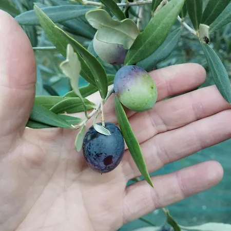 Semesterbostad Casa Renacci *